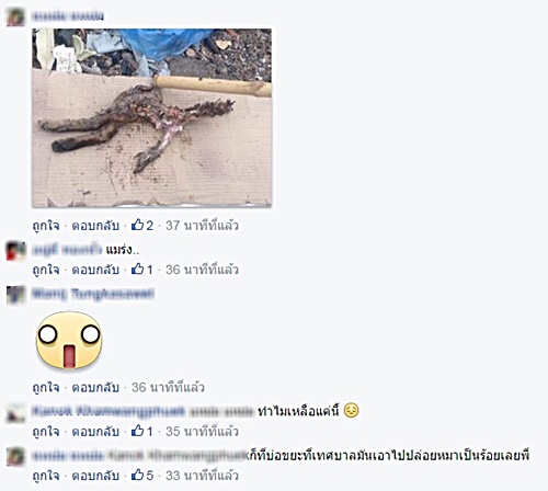 เทศบาลจับแมวเบงกอล