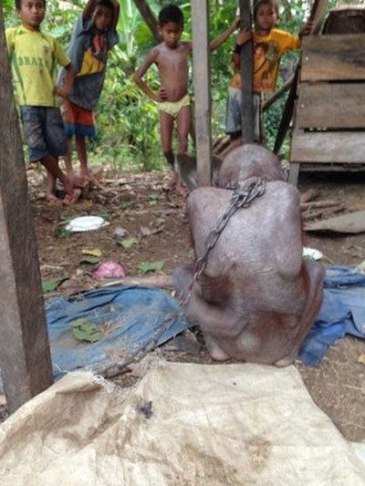 เจ้าบูจิง อุรังอุตังน้อยกำพร้า