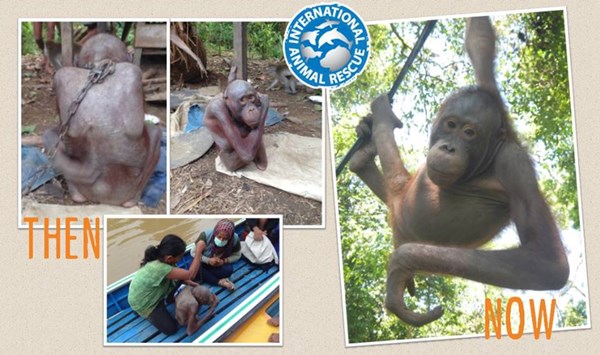 เจ้าบูจิง อุรังอุตังน้อยกำพร้า