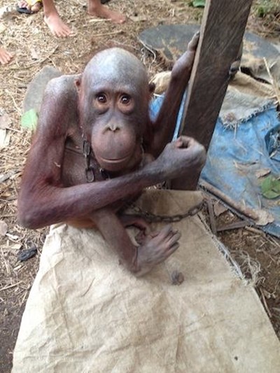 เจ้าบูจิง อุรังอุตังน้อยกำพร้า