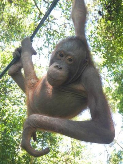 เจ้าบูจิง อุรังอุตังน้อยกำพร้า