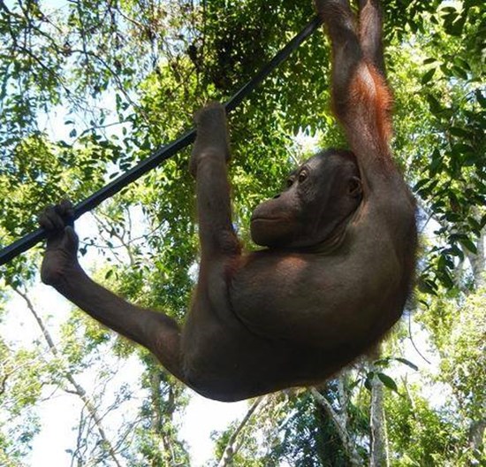 เจ้าบูจิง อุรังอุตังน้อยกำพร้า