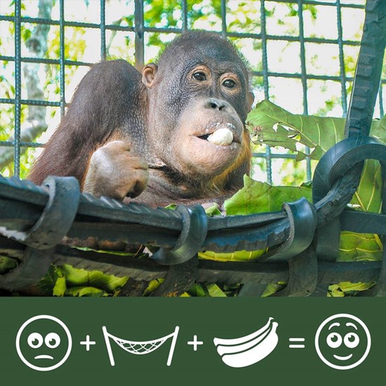 เจ้าบูจิง อุรังอุตังน้อยกำพร้า