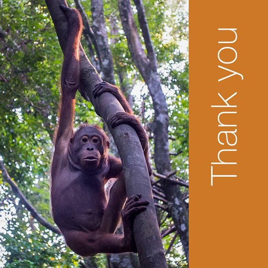 เจ้าบูจิง อุรังอุตังน้อยกำพร้า