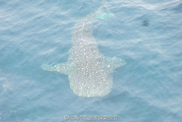 ฉลามวาฬ