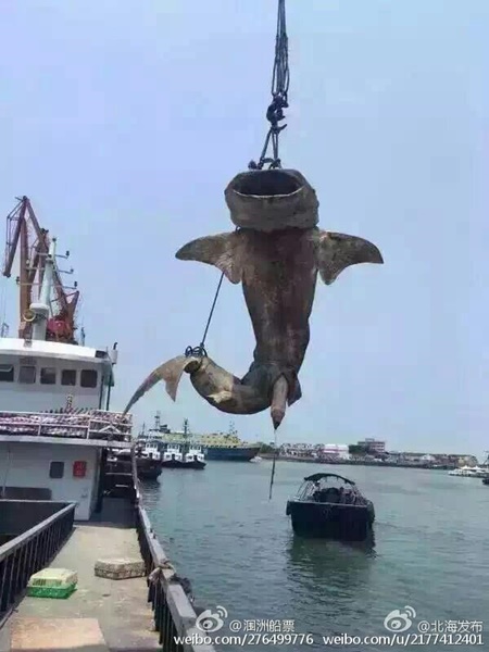 ฉลามวาฬ