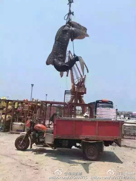 ฉลามวาฬ