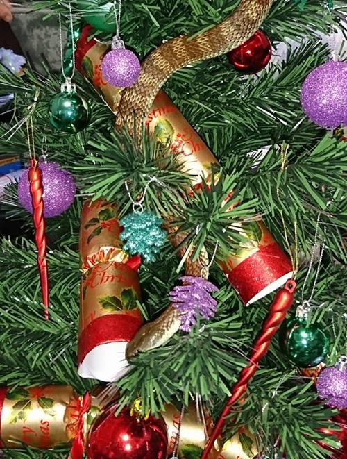 งูตัวใหญ่แอบซ่อนในต้นคริสต์มาส