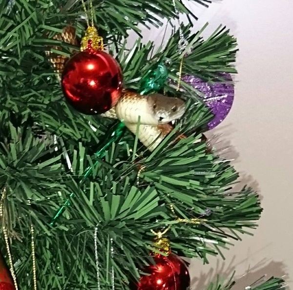 งูตัวใหญ่แอบซ่อนในต้นคริสต์มาส