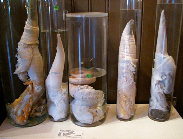 พิพิธภัณฑ์กระปู๋ที่ใหญ่ที่สุดในโลก