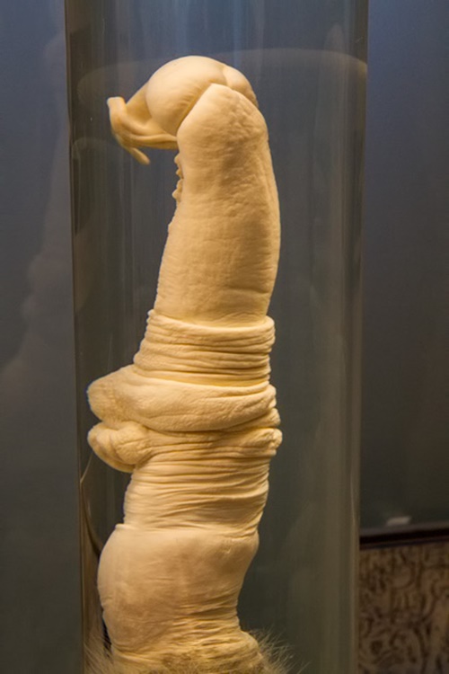 พิพิธภัณฑ์กระปู๋ที่ใหญ่ที่สุดในโลก