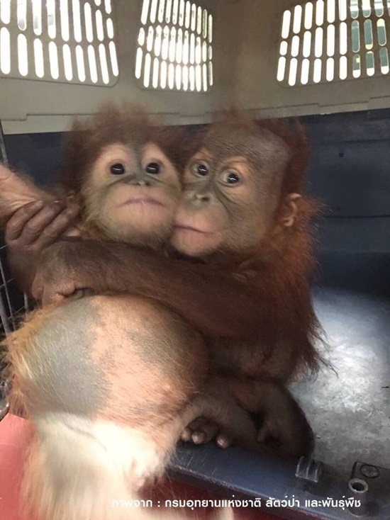 ล่อซื้อลูกลิงอุรังอุตัง 2 ตัว