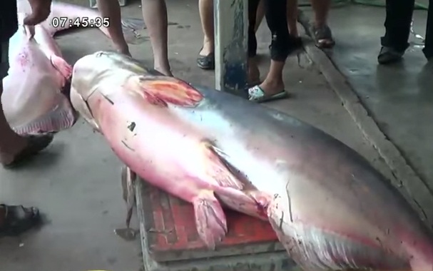 วิกฤตภัยแล้ง น้ำปิงแห้งขอด ปลาบึกเกยตื้นตายเพียบ