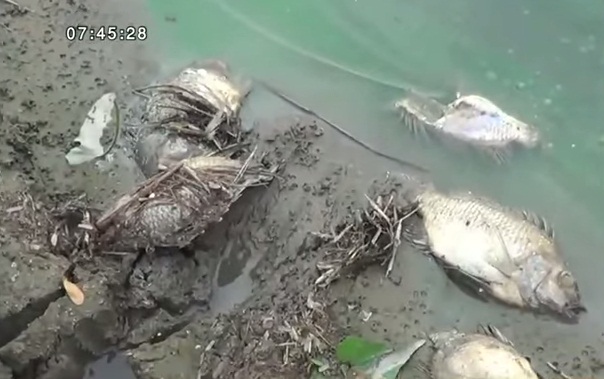 วิกฤตภัยแล้ง น้ำปิงแห้งขอด ปลาบึกเกยตื้นตายเพียบ