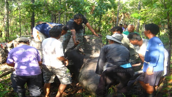 เจ้าของช็อก !! ฝนตกฟ้าคะนอง ฟ้าผ่าควายตายเรียบ 12 ตัว  