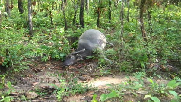 เจ้าของช็อก !! ฝนตกฟ้าคะนอง ฟ้าผ่าควายตายเรียบ 12 ตัว  