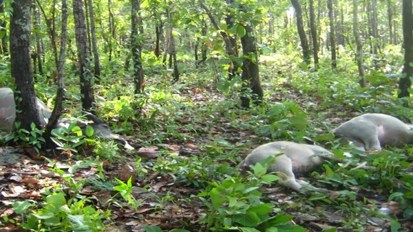 เจ้าของช็อก !! ฝนตกฟ้าคะนอง ฟ้าผ่าควายตายเรียบ 12 ตัว  