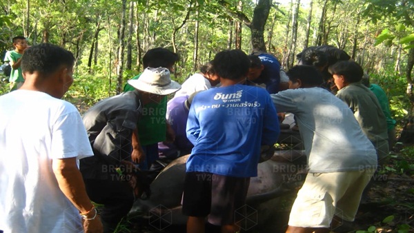 เจ้าของช็อก !! ฝนตกฟ้าคะนอง ฟ้าผ่าควายตายเรียบ 12 ตัว  