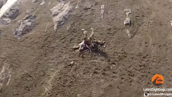 คลิปฝูงหมาป่าสุดเซ็ง ล่าเหยื่อเองดิบดี สุดท้ายไอ้เข้คาบไปกินต่อหน้า