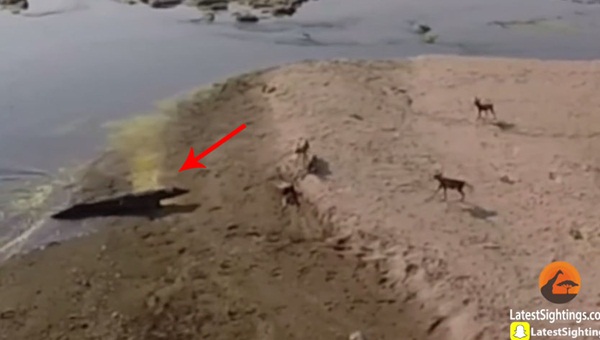 คลิปฝูงหมาป่าสุดเซ็ง ล่าเหยื่อเองดิบดี สุดท้ายไอ้เข้คาบไปกินต่อหน้า