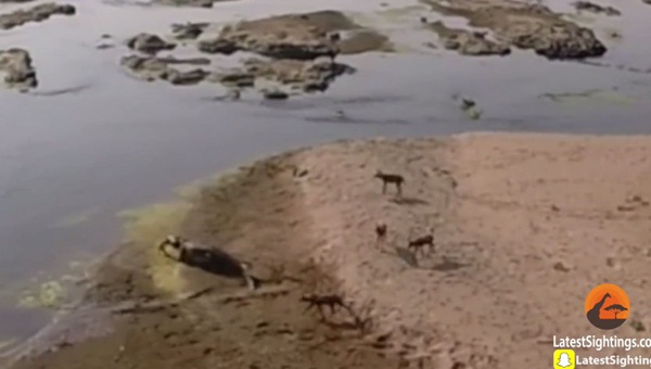 คลิปฝูงหมาป่าสุดเซ็ง ล่าเหยื่อเองดิบดี สุดท้ายไอ้เข้คาบไปกินต่อหน้า