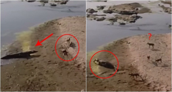 คลิปฝูงหมาป่าสุดเซ็ง ล่าเหยื่อเองดิบดี สุดท้ายไอ้เข้คาบไปกินต่อหน้า