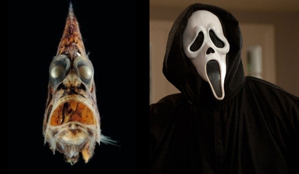 ปลาขวาน สัตว์ประหลาดจากทะเลลึก