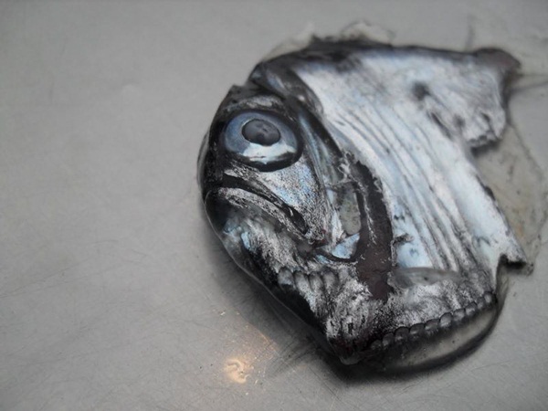 ปลาขวาน สัตว์ประหลาดจากทะเลลึก