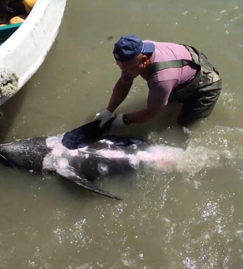 โลมาตัวนี้พยุงร่างสาหัสเกยหินหนีนักล่าโลมา