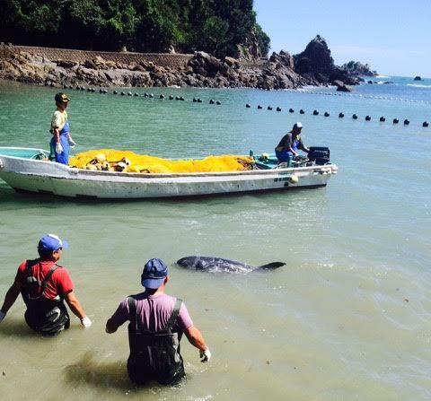 โลมาตัวนี้พยุงร่างสาหัสเกยหินหนีนักล่าโลมา