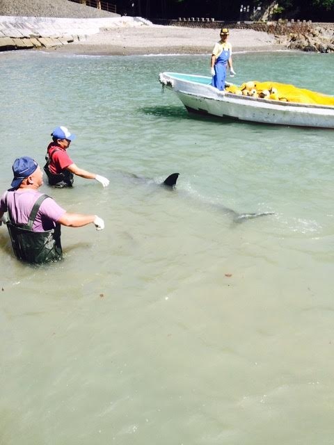 โลมาตัวนี้พยุงร่างสาหัสเกยหินหนีนักล่าโลมา