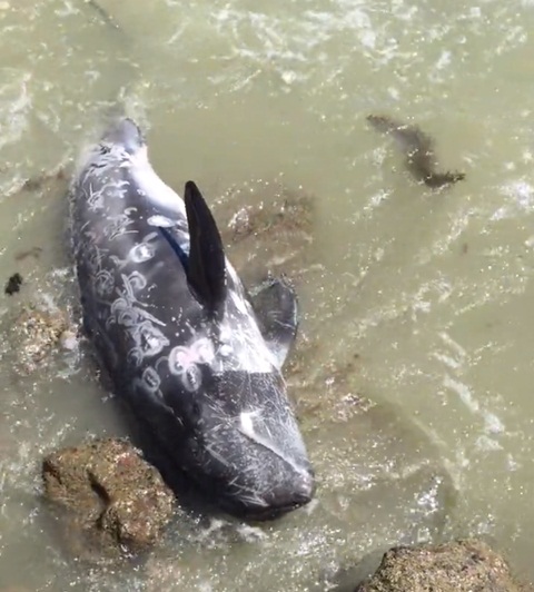 โลมาตัวนี้พยุงร่างสาหัสเกยหินหนีนักล่าโลมา