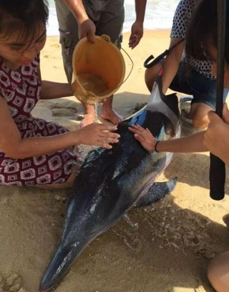 ชาวบ้านยืนกางร่มให้โลมาที่เกยหาด