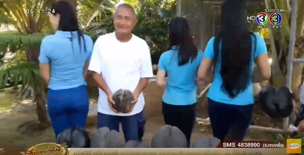 มะพร้าวก้นสาว