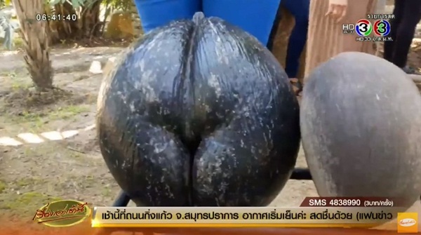 มะพร้าวก้นสาว