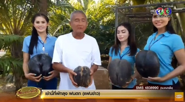 มะพร้าวก้นสาว