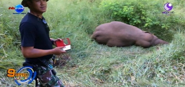 พบซากช้างป่าเมืองกาญจน์ล้มตาย