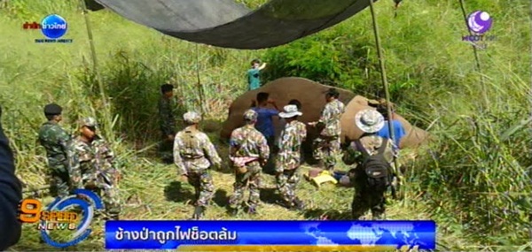 พบซากช้างป่าเมืองกาญจน์ล้มตาย