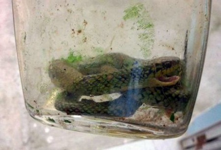 เด็กกัดหัวงูพิษจนตายคาปาก