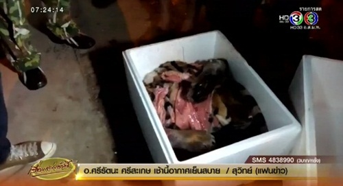 จับแก๊งลักลอบค้า-ชำแหละเนื้อเสือโคร่ง