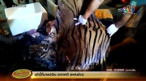 จับแก๊งลักลอบค้า-ชำแหละเนื้อเสือโคร่ง