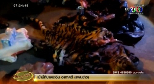 จับแก๊งลักลอบค้า-ชำแหละเนื้อเสือโคร่ง