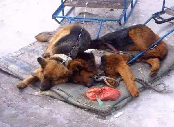 สุนัขลากเลื่อนจีนถูกใช้งานโหด