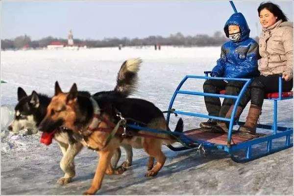 สุนัขลากเลื่อนจีนถูกใช้งานโหด