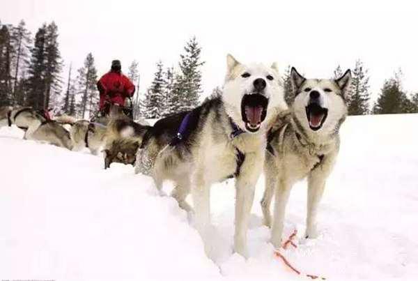 สุนัขลากเลื่อนจีนถูกใช้งานโหด