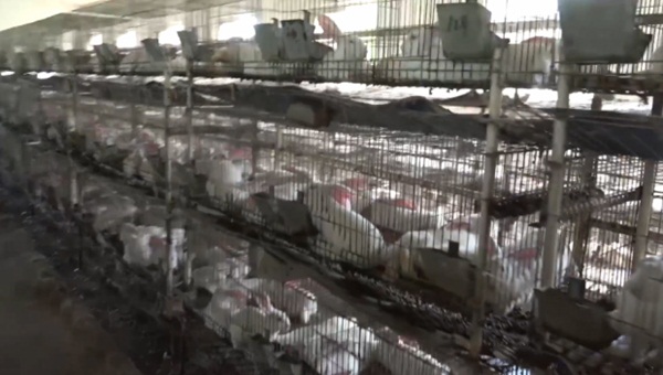 แฉคลิปโรงเชือดกระต่ายในจีน