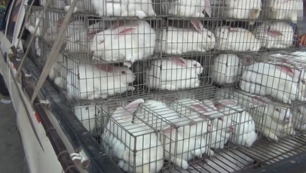 แฉคลิปโรงเชือดกระต่ายในจีน