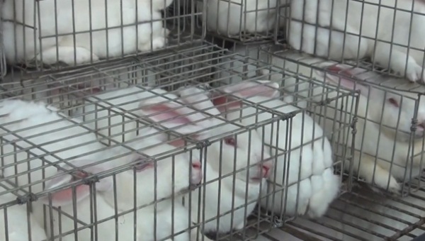แฉคลิปโรงเชือดกระต่ายในจีน