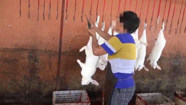 แฉคลิปโรงเชือดกระต่ายในจีน