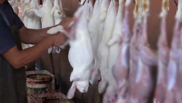 แฉคลิปโรงเชือดกระต่ายในจีน